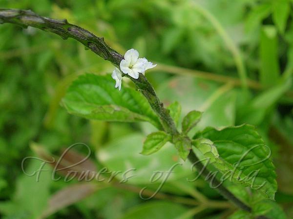 White Porterweed